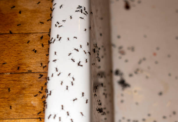 Best Pest Control Treatment  in Ben Wheeler, TX