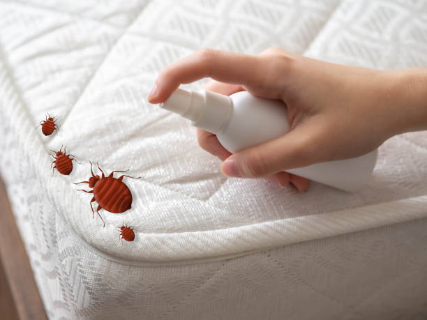 Best Termite Control Services  in Ben Wheeler, TX