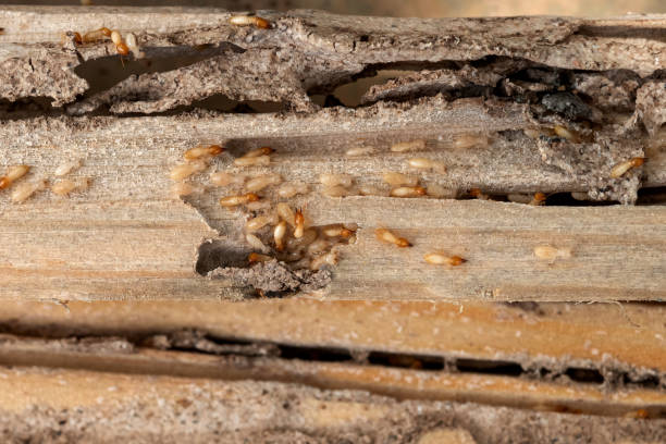 Best Pest Prevention Services  in Ben Wheeler, TX