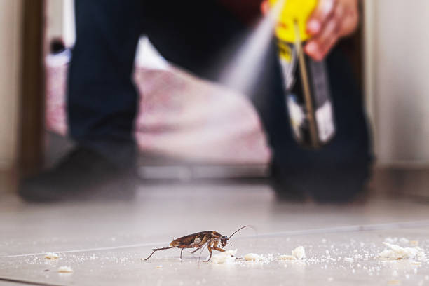 Best Rat Extermination Near Me  in Ben Wheeler, TX