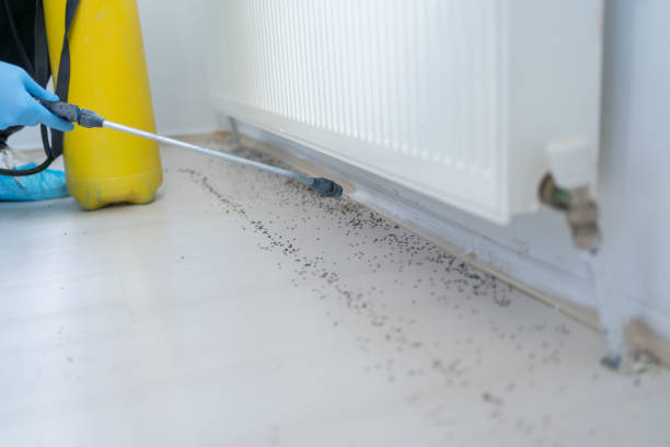 Best Pest Inspection Near Me  in Ben Wheeler, TX
