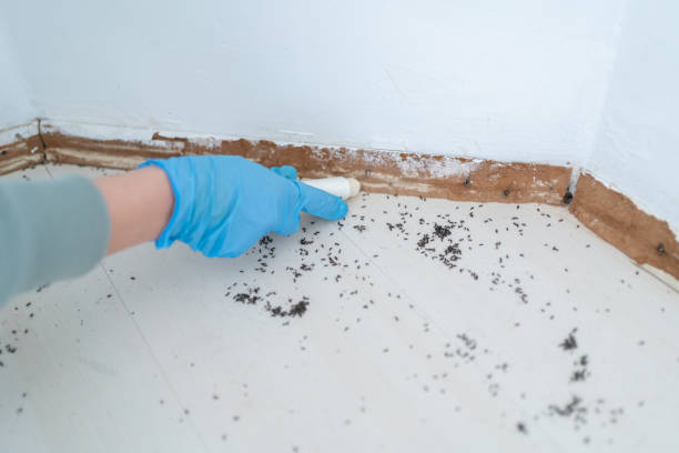 Best Best Pest Control Companies  in Ben Wheeler, TX