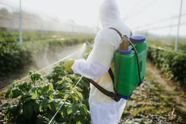 Best Local Pest Control Services  in Ben Wheeler, TX